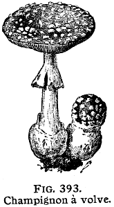 champignon-volve