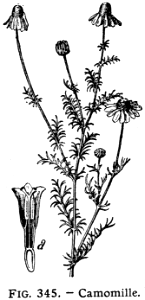 camomille