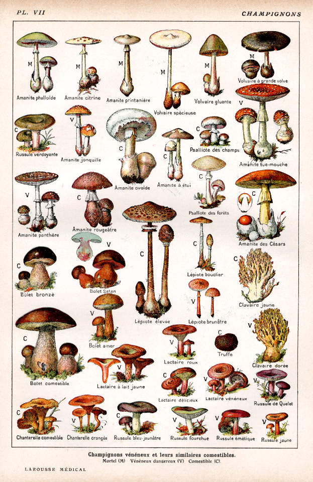 champignons