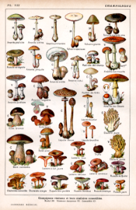 champignons