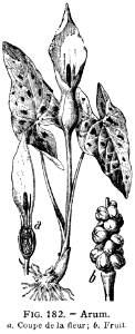 arum