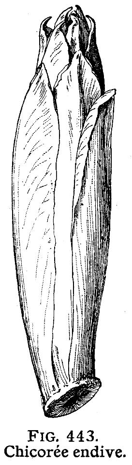 chicorée endive