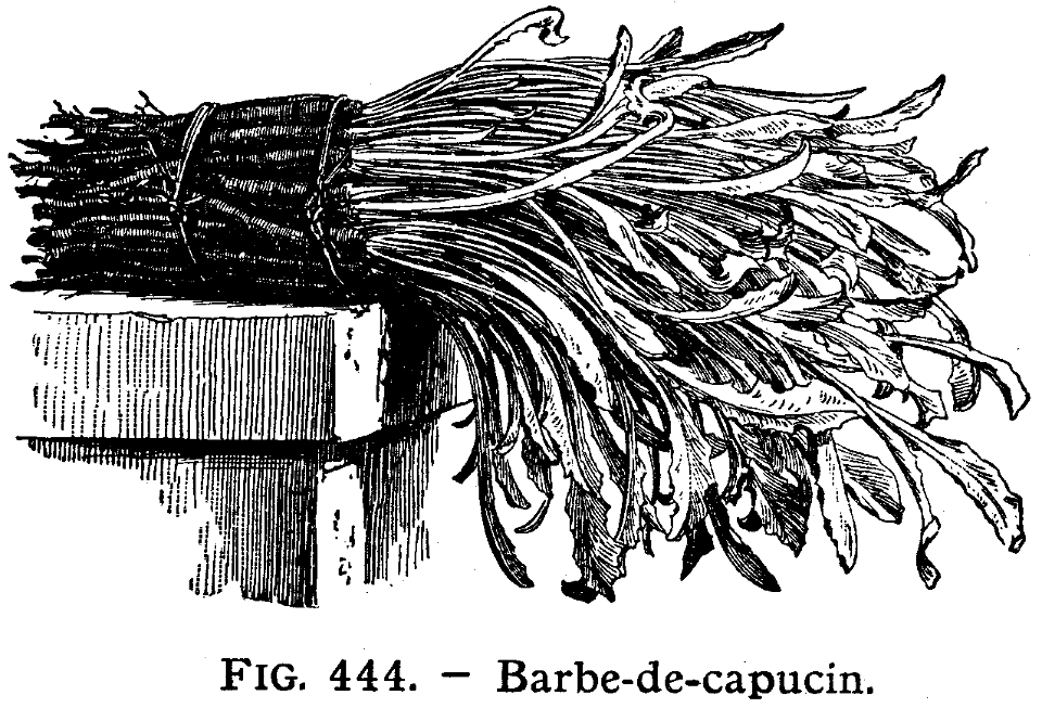barbe-de-capucin