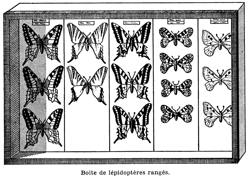 boîte-papillons