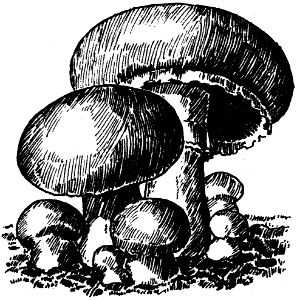 champignons de Paris