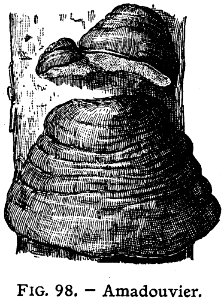 amadouvier
