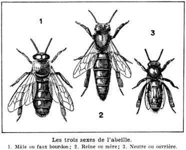abeille-sexes