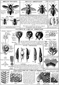 abeille-2-OA