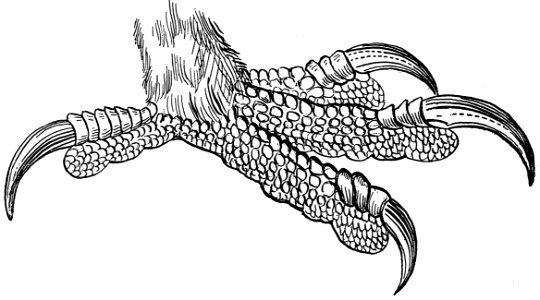 serre-aigle-001-MO