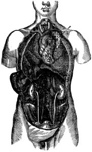 thorax-abdomen-BZ