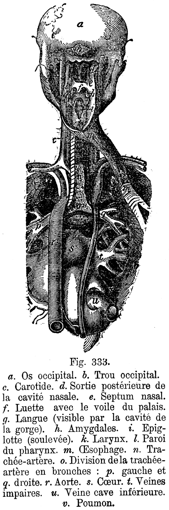 pharynx-BZ