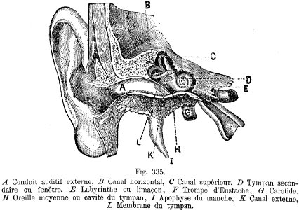 oreille-BZ