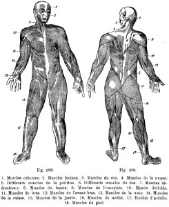 musculature-BZ