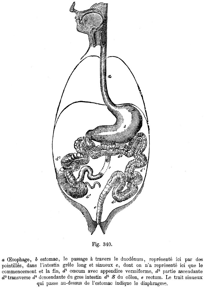digestion-BZ