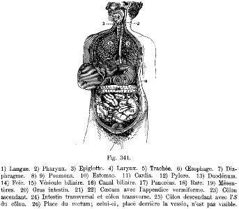 digestion-2-BZ