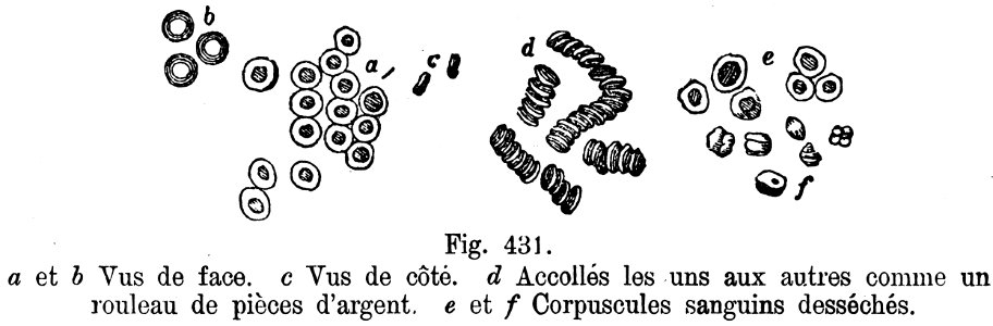 corpuscules-sang-BZ