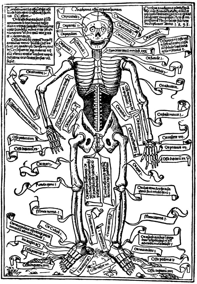 anatomie-RP