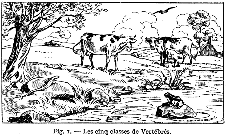 vertébrés
