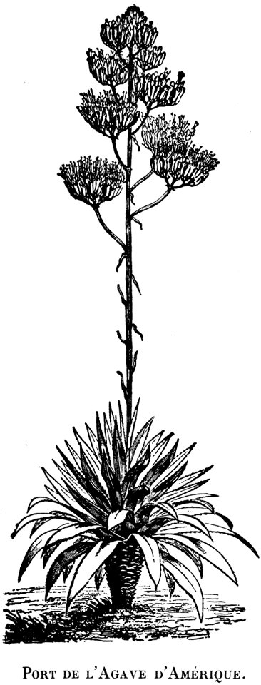 agave-OA