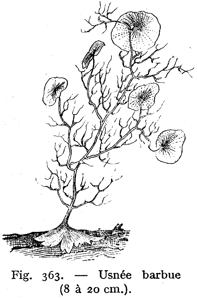 usnée barbue