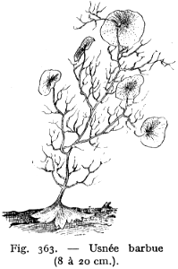usnée barbue