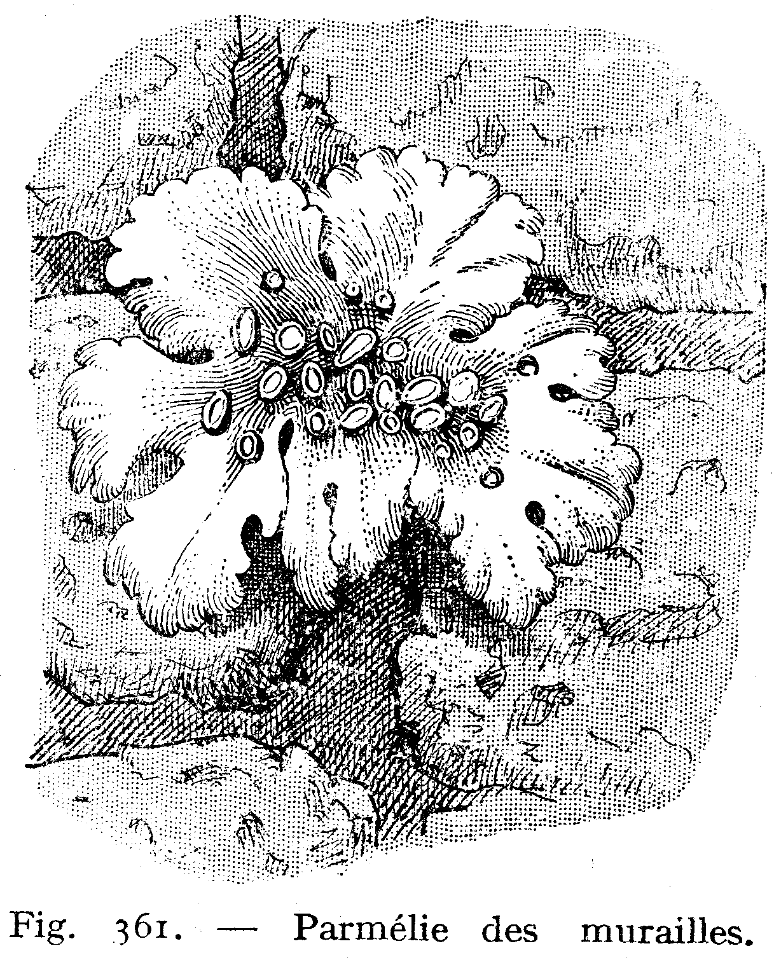parmélie