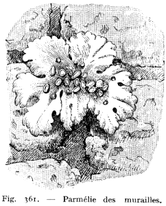 parmélie