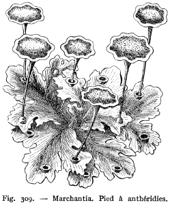 marchantia-mousse-1