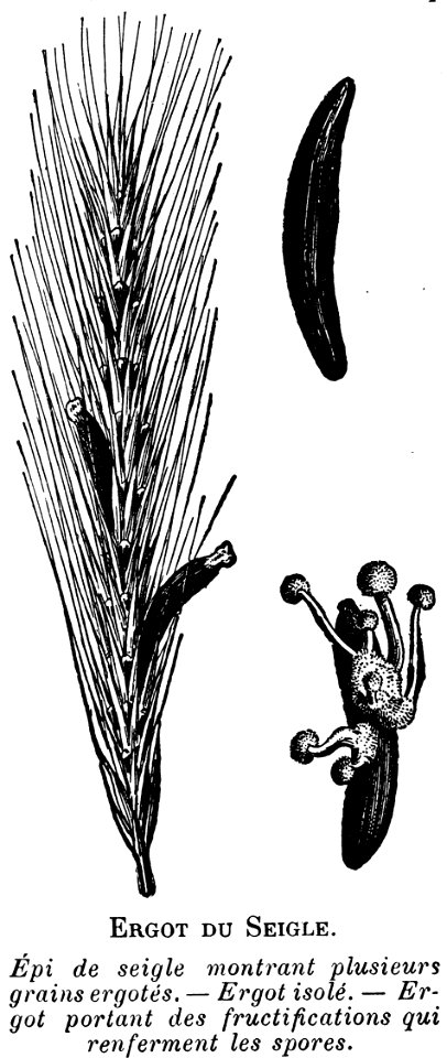 ergot-seigle-OA
