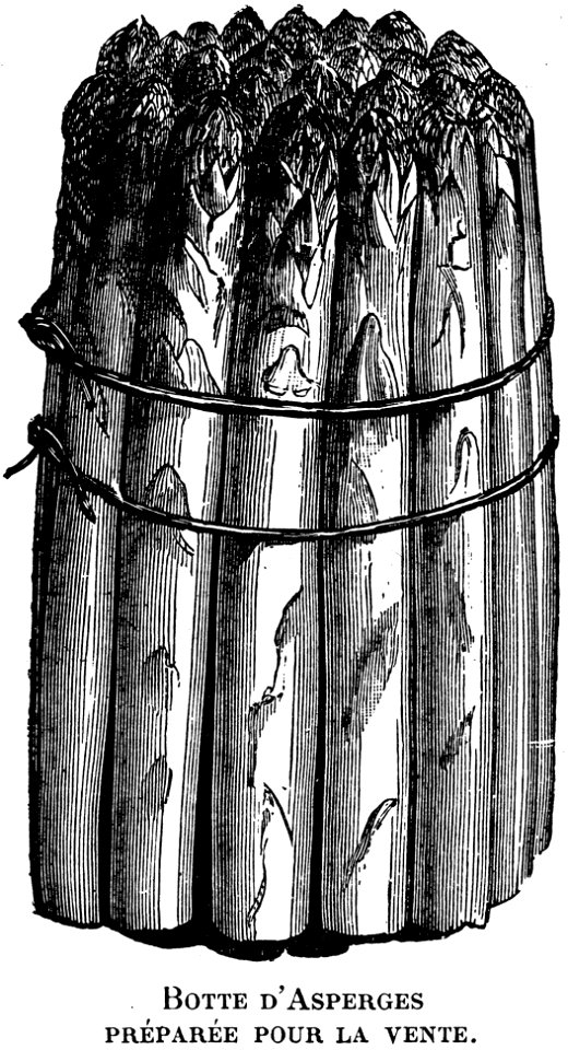 asperge-botte