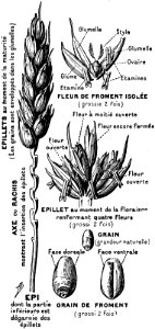 froment-OA