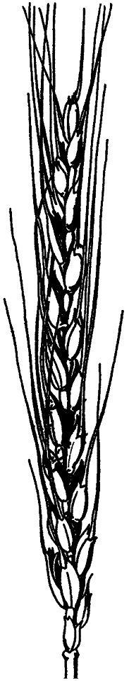 epeautre-001