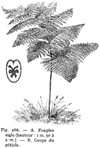 fougère aigle