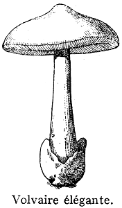 volvaire élégante