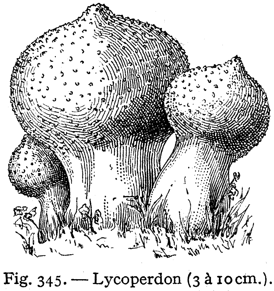 lycoperdon