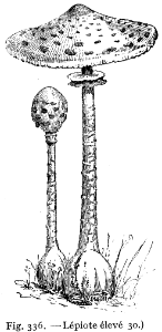 lépiote élevé