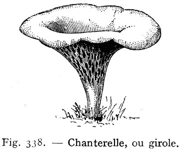 chanterelle
