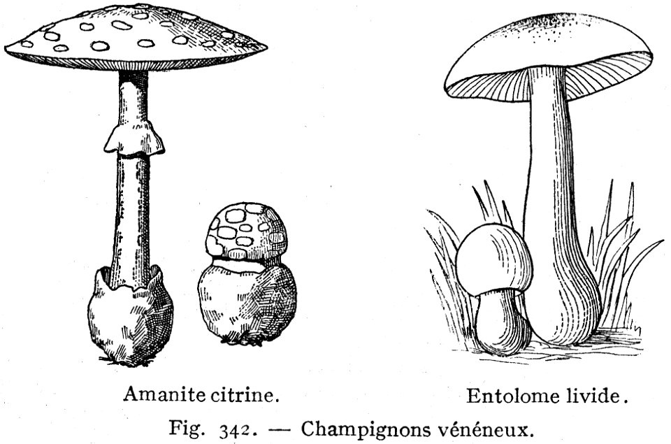champignons vénéneux