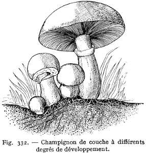 champignon de couche