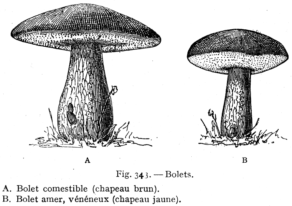 bolets - Free Stock Illustrations | Creazilla