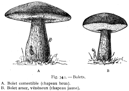 bolets