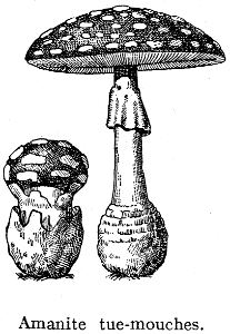 amanite tue-mouches