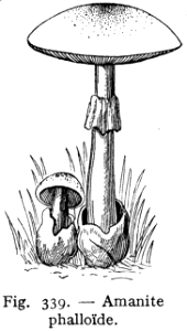 amanite phalloïde