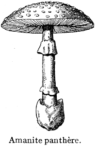 amanite panthère
