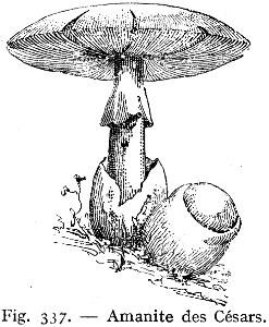 amanite des Césars