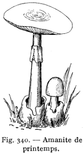 amanite de printemps