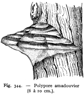 amadouvier