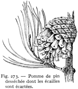 pin-pomme de