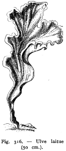 ulve laitue