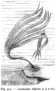 laminaire digitée
